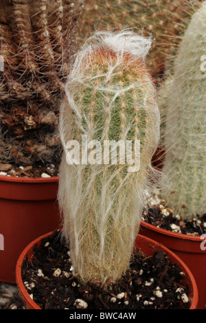 Cactus (Espostoa ritteri), commercial seedling.