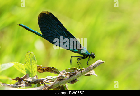Close-up the dragonfly sitting on a leaf of grass Stock Photo