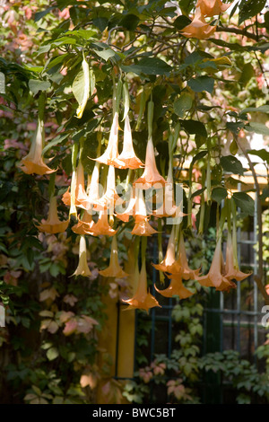 Brugmansia x candida 'Grand Marnier' or Angels' Trumpets Stock Photo