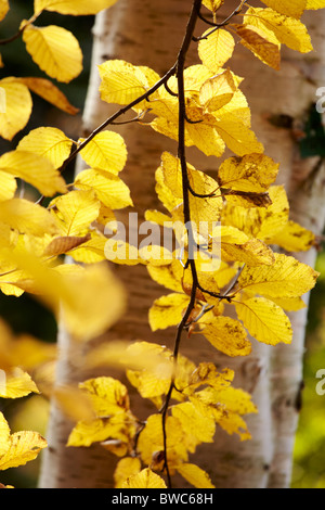 The autumn colour of silver birch leaves catching the sun Stock Photo