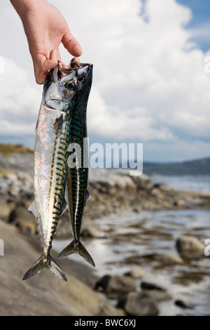 Hand holding fresh mackerels by sea Stock Photo