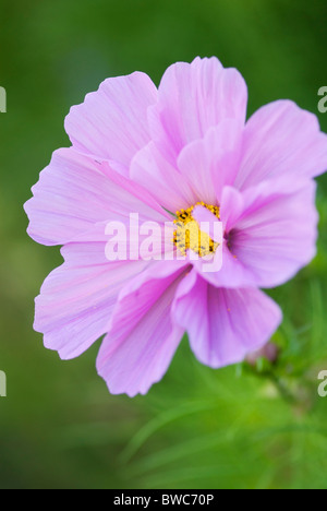 COSMOS BIPINNATUS SENSATION SERIES Stock Photo