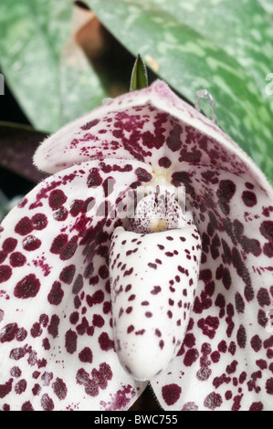 Paphiopedilum bellatulum (Pretty Paphiopedilum), orchid species native to Thailand, Myanmar (Burma), SW China Stock Photo