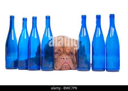 Dogue de bordeaux lying between empty wine bottles Stock Photo