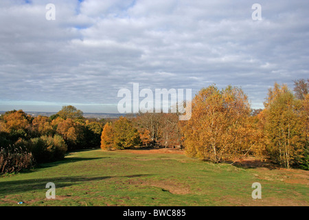 High Beech or Beach Epping Forest Stock Photo