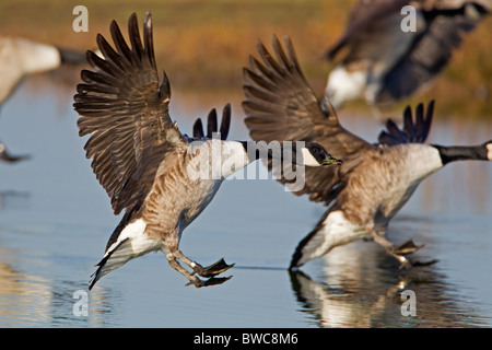 CANADA GEESE COMING INTO LAND ON WATER Stock Photo
