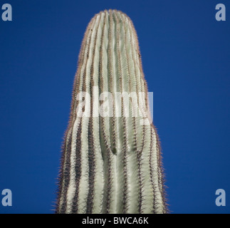 USA, Arizona,  Phoenix, Saguaro cactus (Carnegiea gigantea) against blue sky Stock Photo