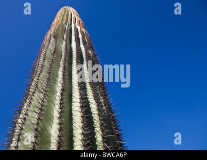 USA, Arizona, Phoenix, Cactus against blue sky Stock Photo