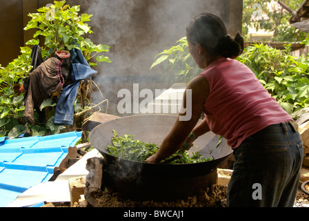 Jinuo woman drying tea leaves, Xishuangbanna, Yunnan, China Stock Photo