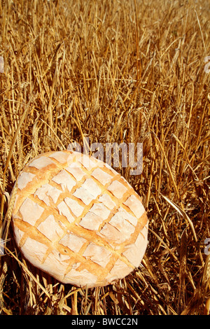 Bread bun round on golden wheat straw background Stock Photo