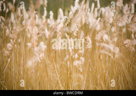 Golden reeds swaying in the wind along the lakeshore of Filso lake in ...
