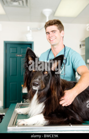 A large dog at a small animal clinic in the surgery prep. room. Shallow depth of field, focus on dog Stock Photo