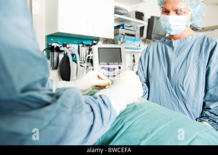 A surgeon and assistant work on a small animal at a vet clinic Stock Photo