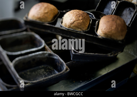 Traditional bakery  rustic granary loaves in tin Stock Photo