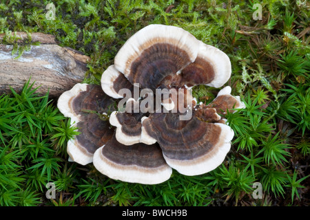 Many-zoned Polypore or Turkey tail fungus Stock Photo