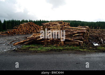 Cut logs in the Lough Navar Forest in County Fermanagh, Northern Ireland Stock Photo
