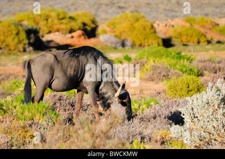 A blue wildebeest grazing. South Africa. Stock Photo