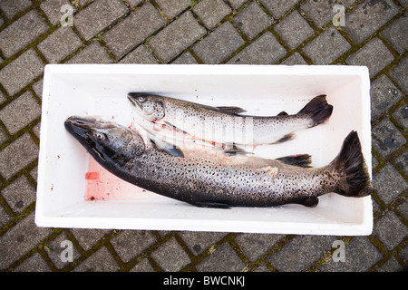 Freshly caught North Atlantic Salmon. Iceland Stock Photo