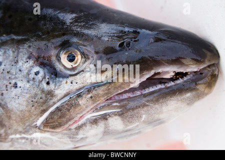 Freshly caught North Atlantic Salmon. Iceland Stock Photo