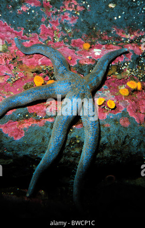 Sea star, Linckia sp., captive Stock Photo