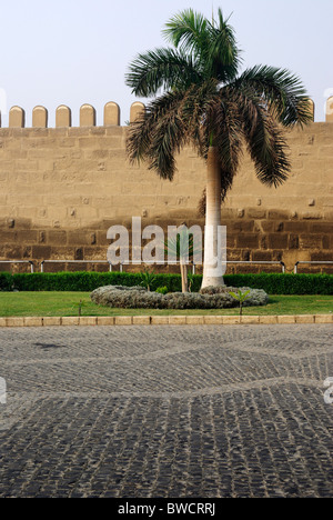 Citadel's wall and palm tree near it. Cairo, Egypt. Stock Photo