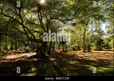 Sunlight through the branches of an old Beech Tree in Thorndon Park in Essex.  Photo by Gordon Scammell Stock Photo