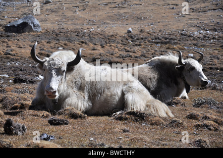 Pair of Yaks near Gokyo in the high Himalaya, Nepal Stock Photo