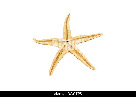 Starfish isolated on white background. Stock Photo