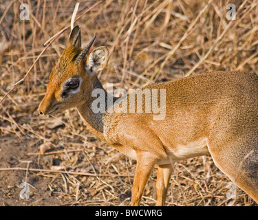 A small dik dik (a type of antelope) looks skittishly at the new visitors on an African safari. Stock Photo