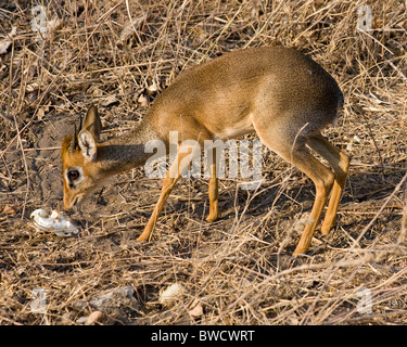 A small dik dik (a type of antelope) looks skittishly at the new visitors on an African safari. Stock Photo