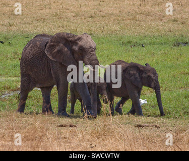 A herd of elephants cross a small river as a family for protection in Tarangire National Park, Tanzania. Stock Photo