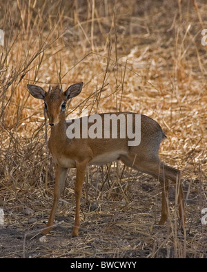 A small dik dik (a type of antelope) looks skittishly at the new visitors on an African safari. Stock Photo