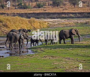 A herd of elephants cross a small river as a family for protection in Tarangire National Park, Tanzania. Stock Photo