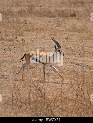 Thompson's gazelle on the savanna in Ngorongoro Crater, Tanzania. Stock Photo