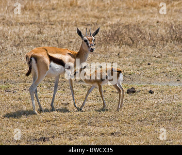 Thompson's gazelles on the savanna in Ngorongoro Crater, Tanzania. Stock Photo