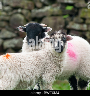 Two lambs in the Derbyshire Dales, UK Stock Photo