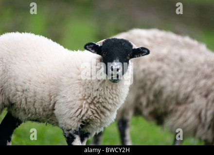 A funny sheep seen in a field in the Derbyshire dales, England. Stock Photo