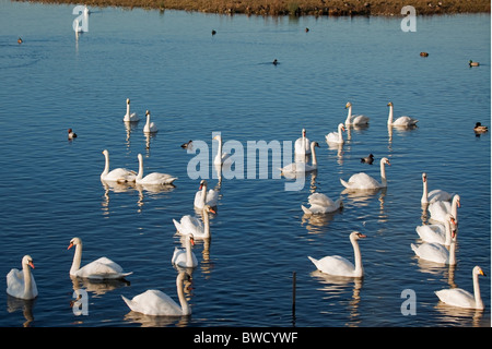 Mute and Whooper swans at Welney WWT Stock Photo