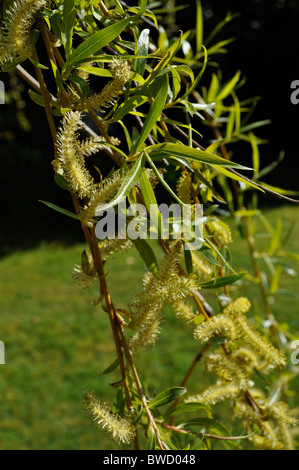 Weeping willow tree catkins in Spring Stock Photo