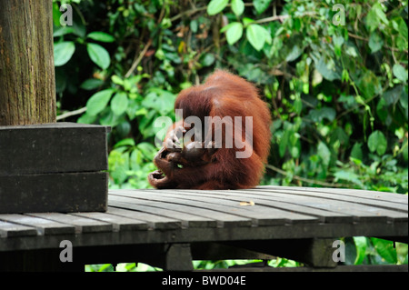 Female with young - Sepilok Orangutan Rehabilitation Centre near Sandakan in north-east Sabah Stock Photo