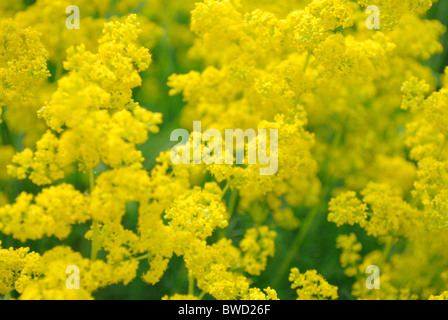 Brassicaceae flowers Stock Photo