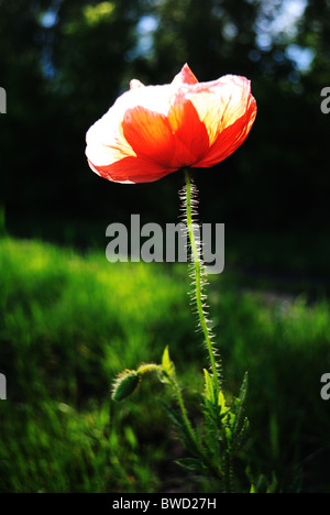 Field Poppy Papaver rhoeas Stock Photo