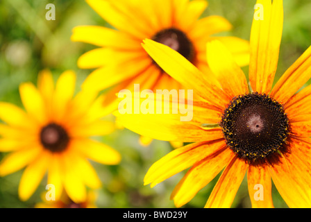 Yellow daisy flowers Stock Photo