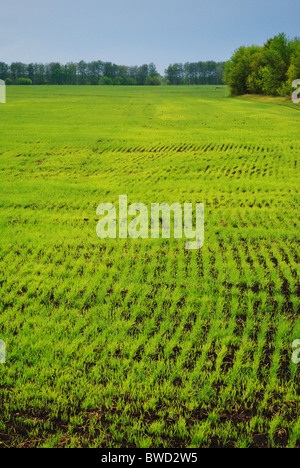 Crops growing in a spring field Stock Photo