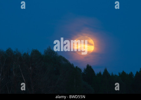 Full Moon over forest Stock Photo