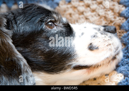 Cocker Spaniel Stock Photo