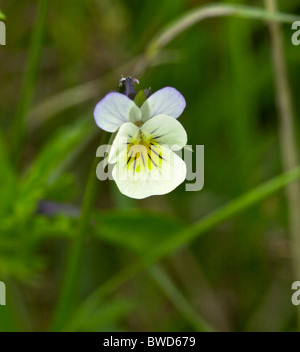 Heartsease (Viola tricolor) is a common European wild flower, growing as an annual or short-lived perennial.  AKA Wild Pansy. Stock Photo