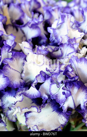Purple White bloom blossom flower perennial bearded iris orinoco flow Stock Photo