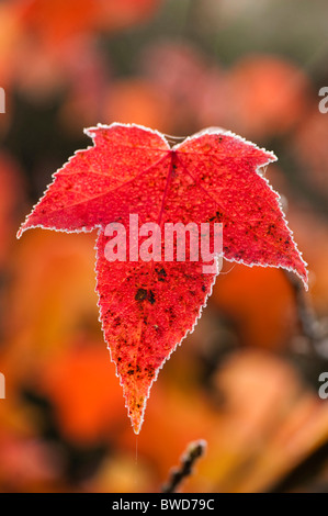 Frozen leaf of a Liquidambar acalycina, Chang’s Sweetgum, in Autumn Stock Photo