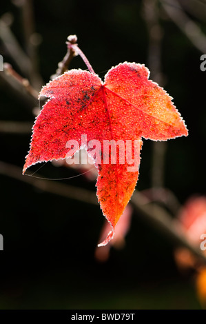 Frozen leaf of a Liquidambar acalycina, Chang’s Sweetgum, in Autumn Stock Photo